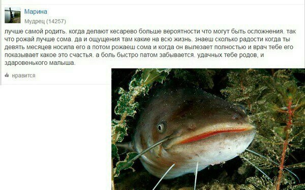 Сома рожай!5300205.jpg