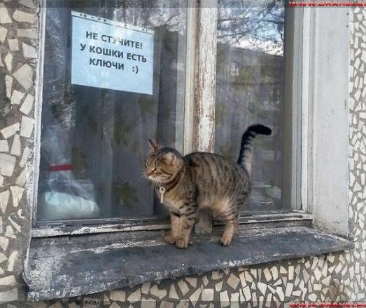 котоключ.jpg
