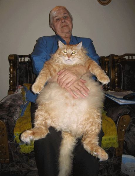 у бабушки.jpg